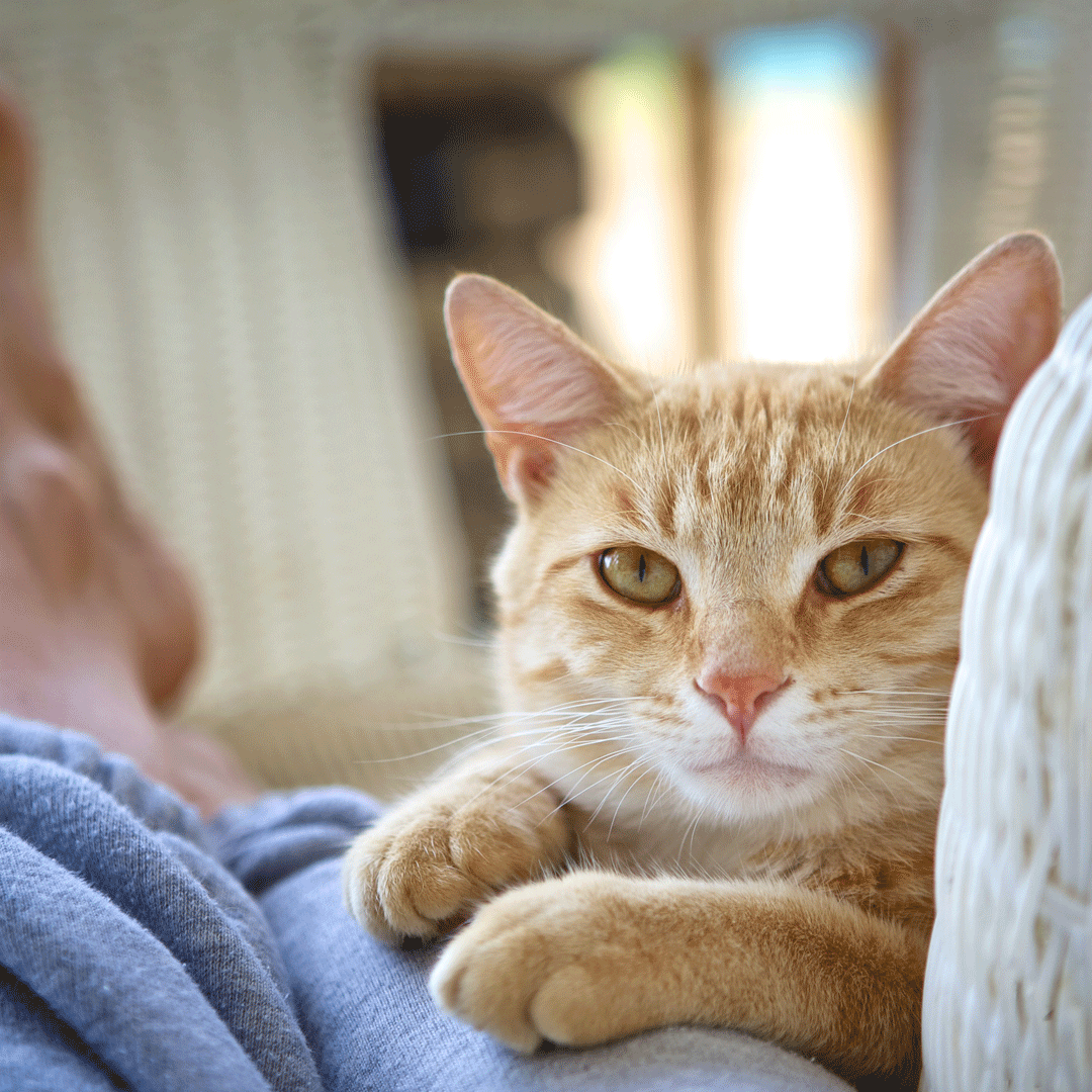 Verlaufskontrolle Katze