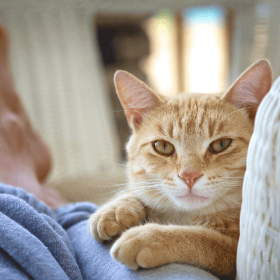 Verlaufskontrolle Katze