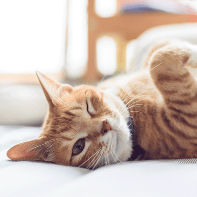 Beratungsgespräch Katze