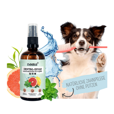 Brauner Hund mit weißen Flecken hält eine Zahnbürste im Mund. Links ein Sprayflasche mit 'noms+ DENTAL-SPRAY' und einer Grafik mit Wasser und Minze.