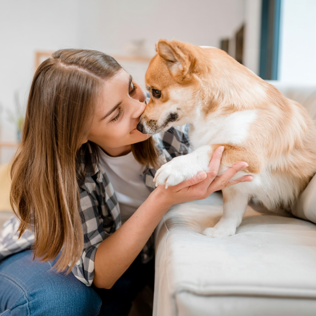 Beratungsgespräch Welpe/Junghund