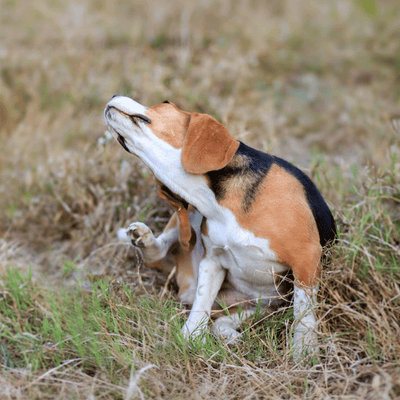Beagle sitzt im Gras und kratzt sich mit dem Hinterlauf am rechten Ohr