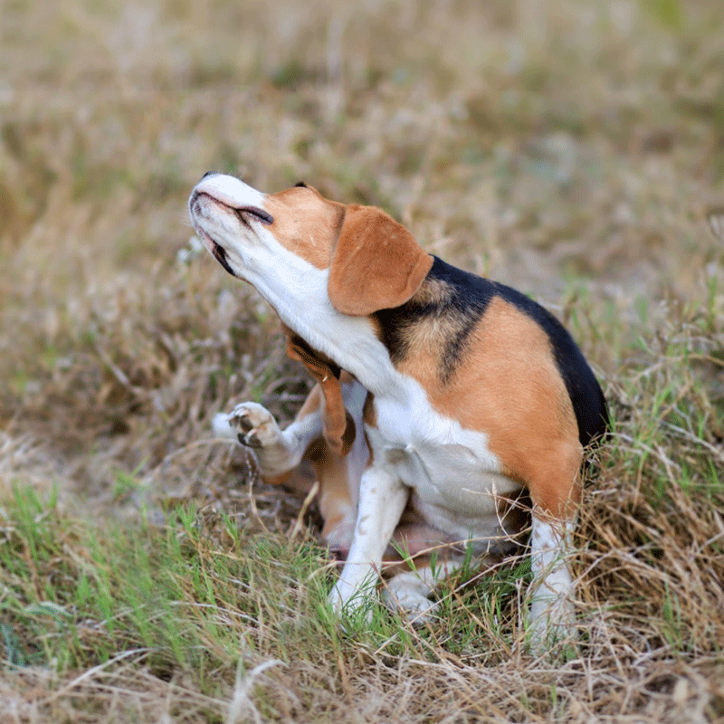 Beagle sitzt im Gras und kratzt sich mit dem Hinterlauf am rechten Ohr