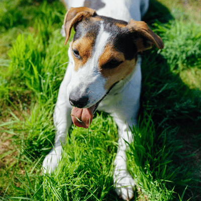 Hilfe, mein Hund frisst Gras!
