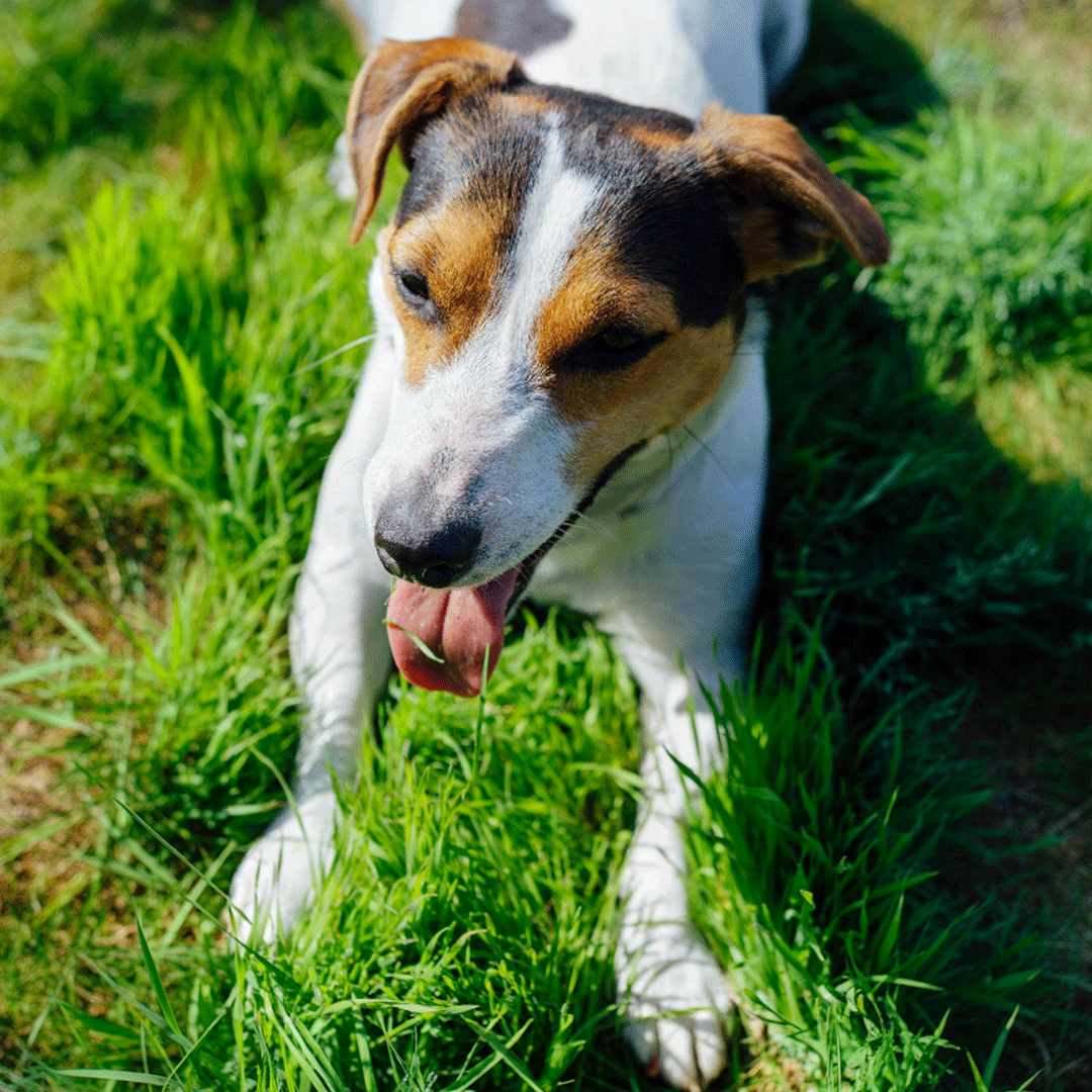 Hilfe, mein Hund frisst Gras!