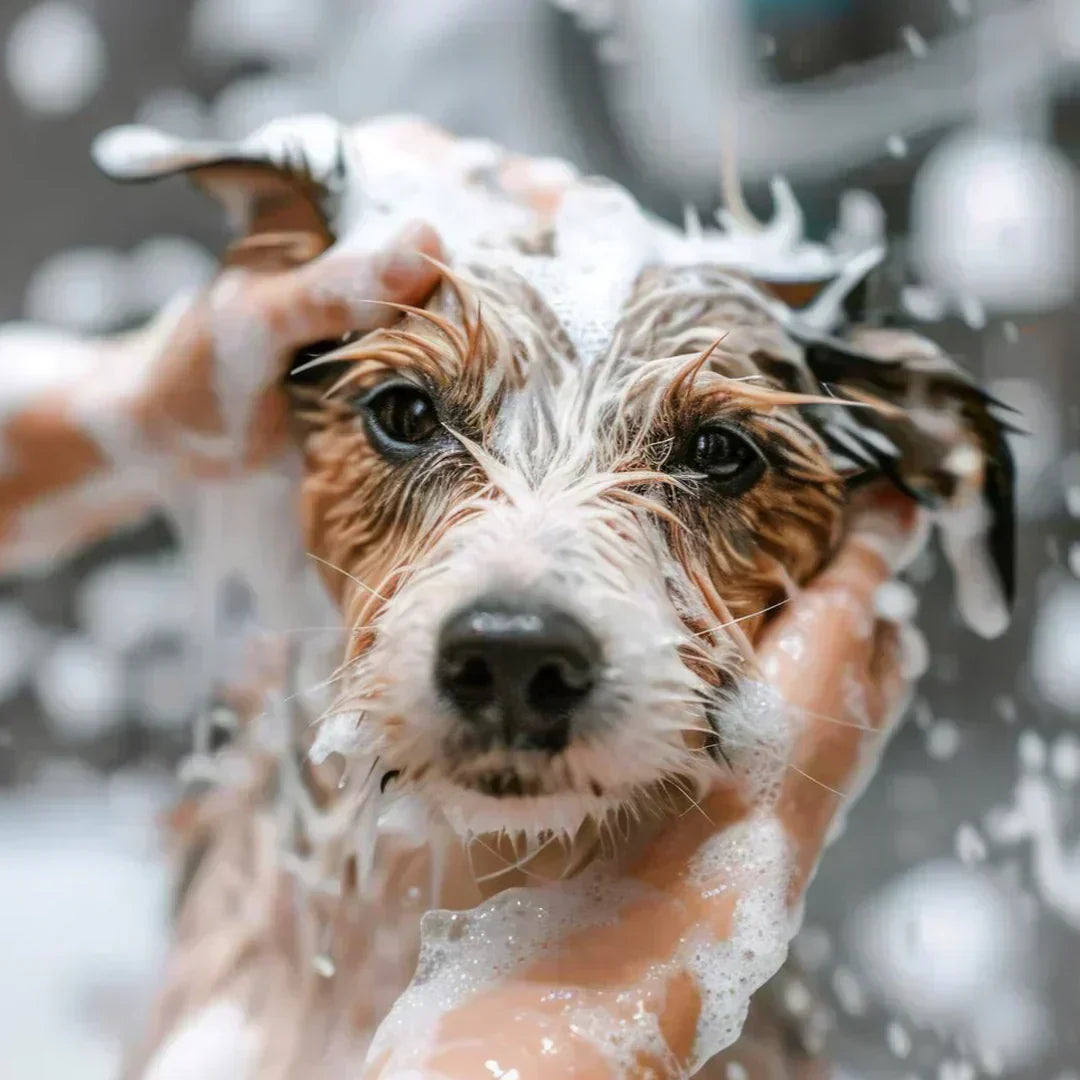 nasser Jack Russel mit Badeschaum rundum