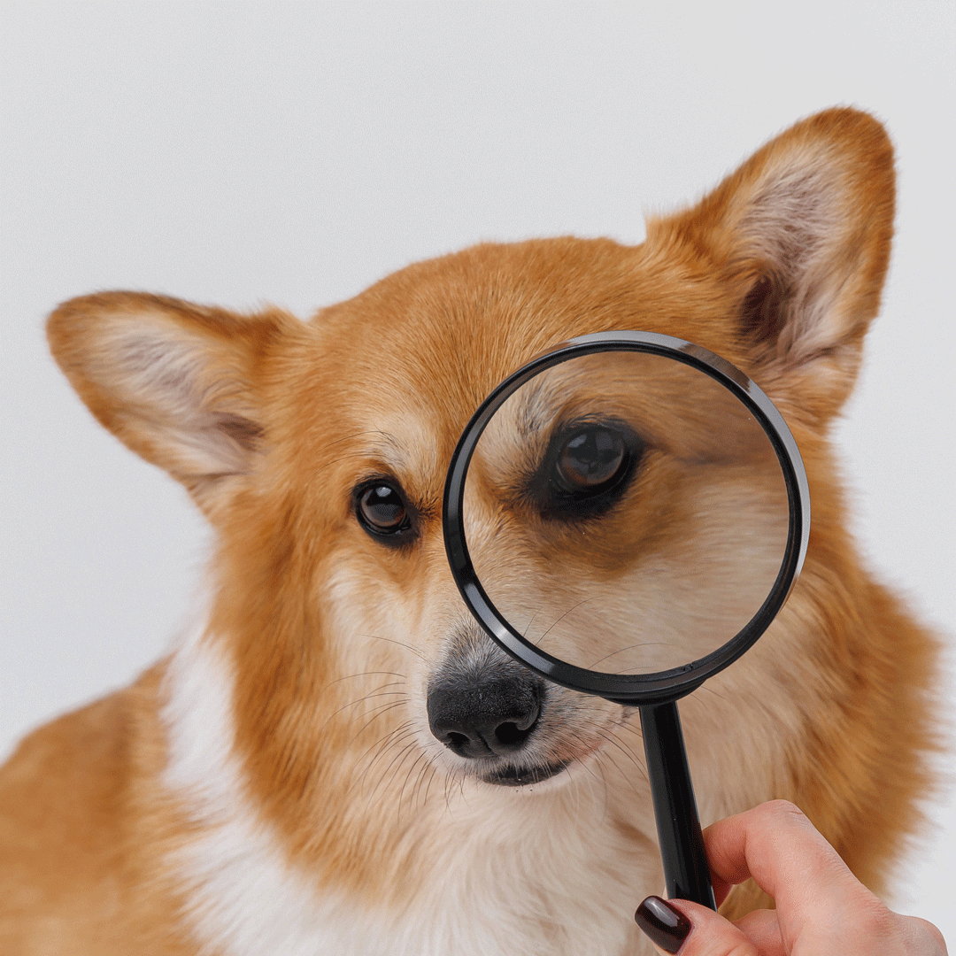 Hundefutter-Tests im Netz: Adlerauge sei wachsam!