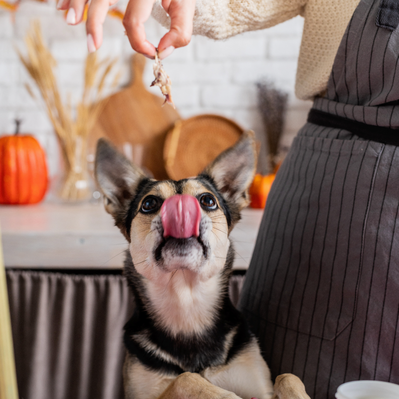 Mischlingshund mit Vorderpfoten auf der Arbeitsplatte, Halterin mit Schürze hält ein Stückchen Fleisch hin