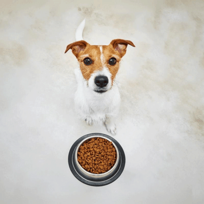 Was steckt dahinter, wenn Hunde sich ihr Futter einteilen?