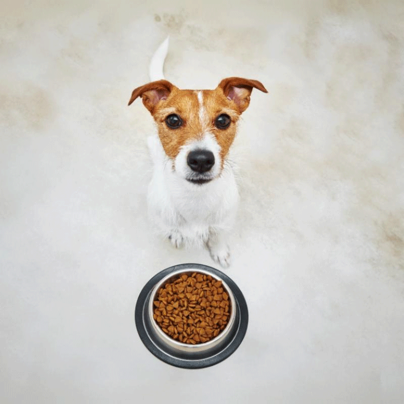 Was steckt dahinter, wenn Hunde sich ihr Futter einteilen?