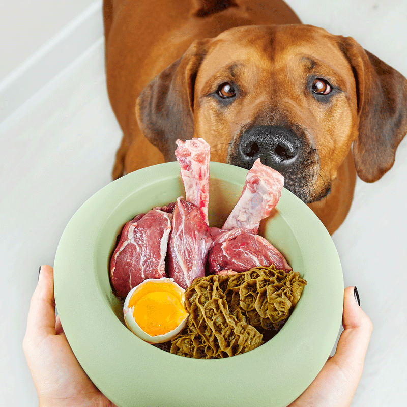 Pansen bei Magen-Darm-Problemen? Wohl eher nicht ...