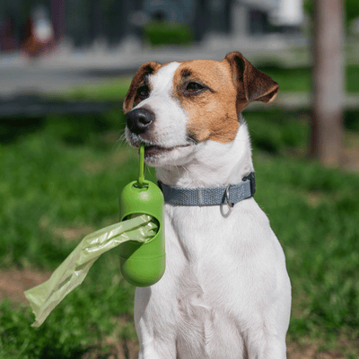 Kot mit Schleimauflagerungen: Das steckt dahinter