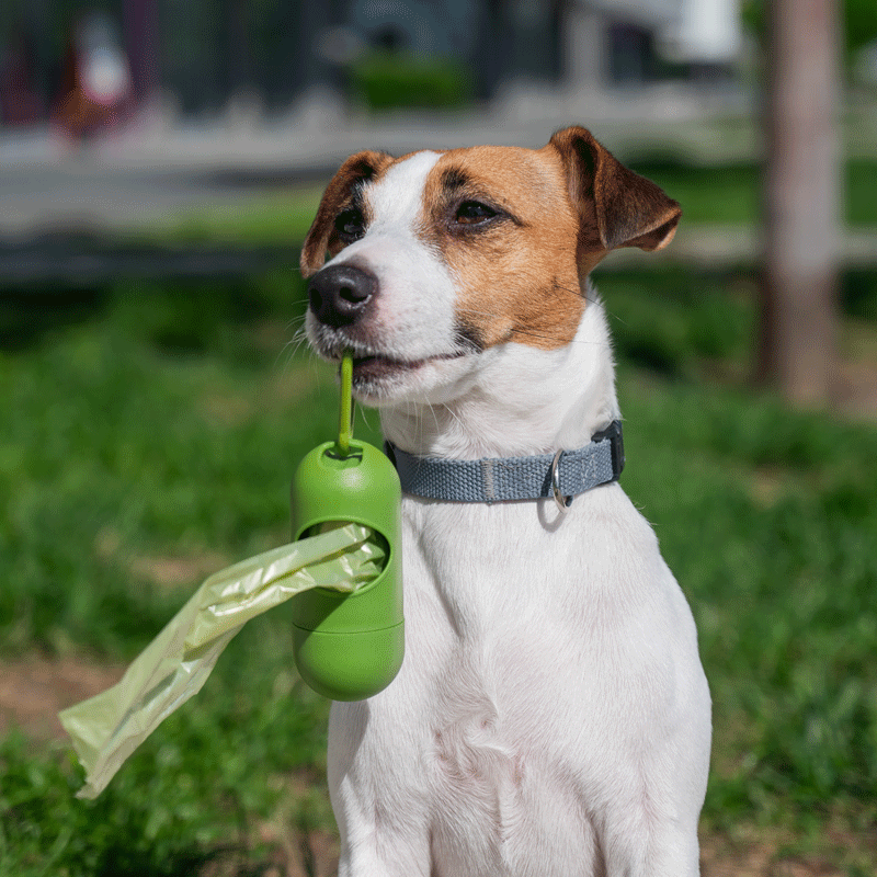 Kot mit Schleimauflagerungen: Das steckt dahinter