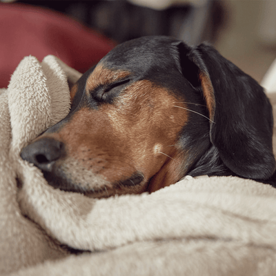 „Sensitiv“-Futter: Was es wirklich kann – und was nicht!