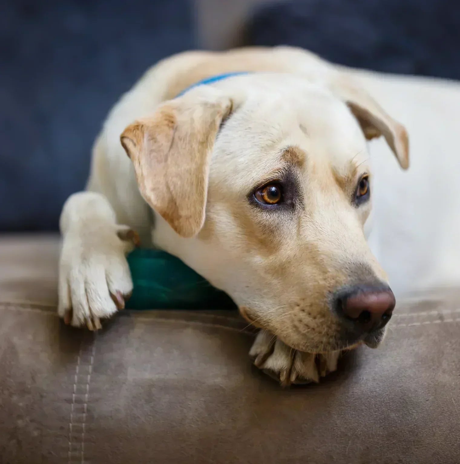 blonder labrador liegt unsicher schauend auf der sofakante
