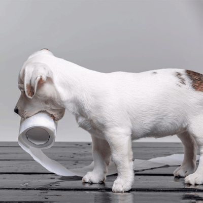 Unsere Top 5 Gründe für Darmprobleme beim Hund