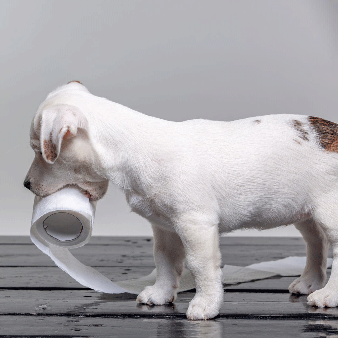 Unsere Top 5 Gründe für Darmprobleme beim Hund