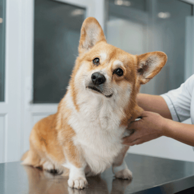 cute corgi looking into the camera with tilted head