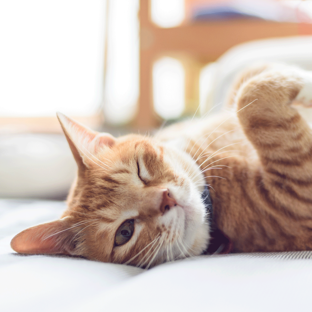 Beratungsgespräch Katze