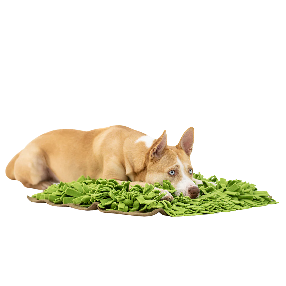 Hellbrauner Hund mit weißen Abzeichen liegt auf grünem Schnüffelteppich mit vielen Stoffstreifen.