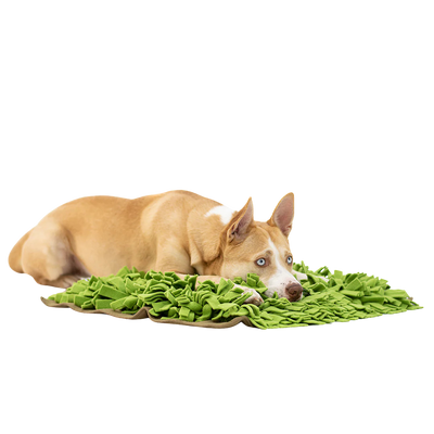 Hellbrauner Hund mit weißen Abzeichen liegt auf grünem Schnüffelteppich mit vielen Stoffstreifen.