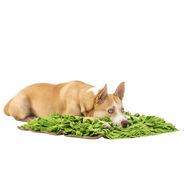 Hellbrauner Hund mit weißen Abzeichen liegt auf grünem Schnüffelteppich mit vielen Stoffstreifen.