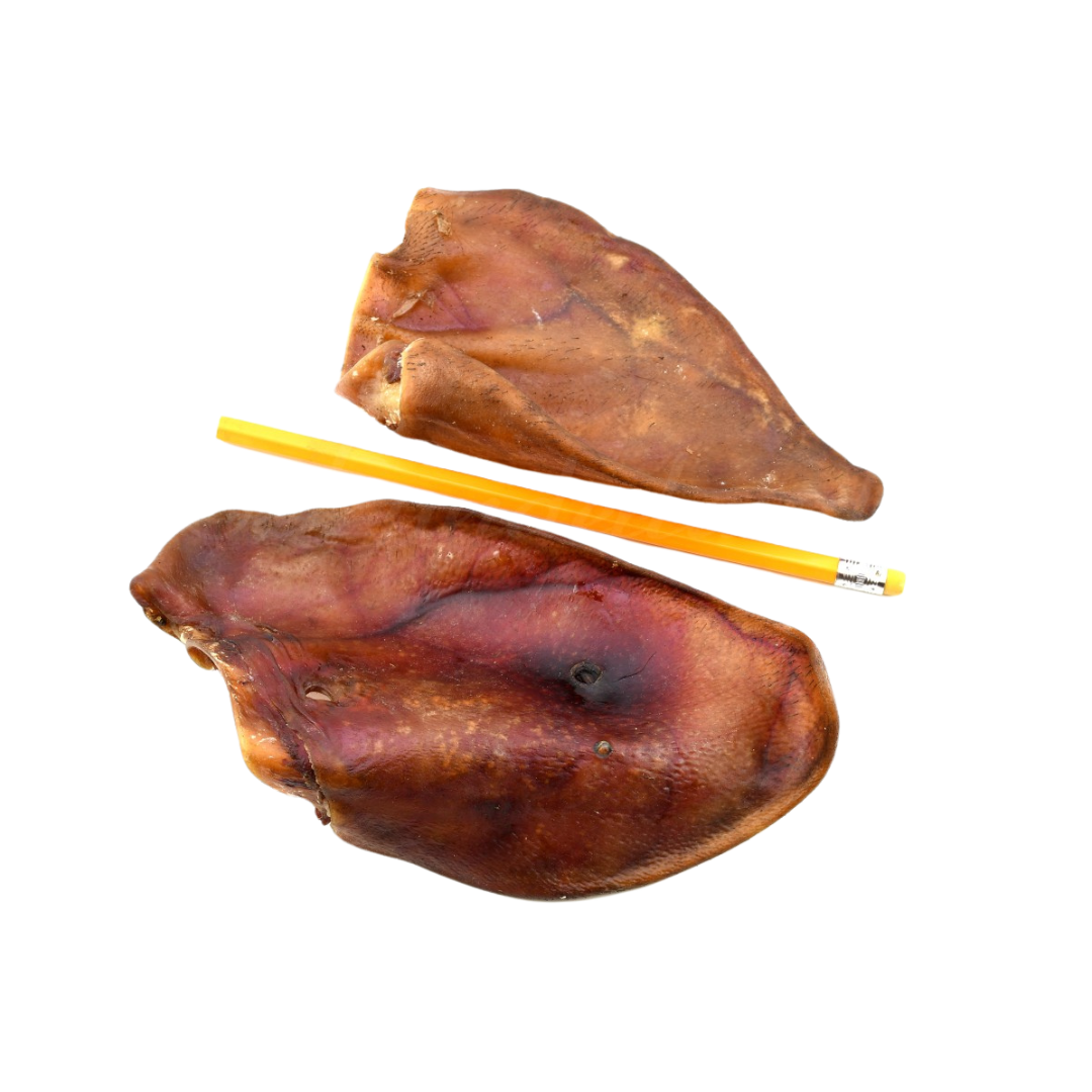 Zwei Schweineohren aus getrocknetem Fleisch liegen neben einem gelben Bleistift. Die Ohren sind unregelmäßig geformt und haben eine braune, glänzende Oberfläche.