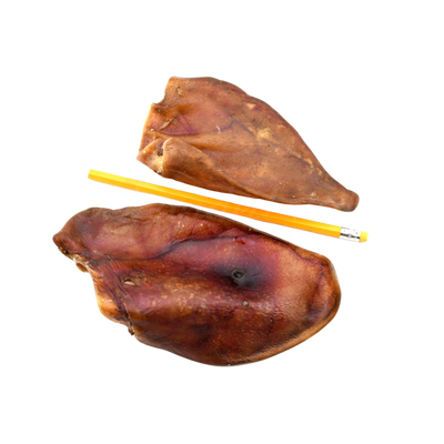 Zwei Schweineohren aus getrocknetem Fleisch liegen neben einem gelben Bleistift. Die Ohren sind unregelmäßig geformt und haben eine braune, glänzende Oberfläche.