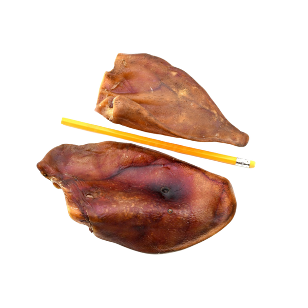 Zwei Schweineohren aus getrocknetem Fleisch liegen neben einem gelben Bleistift. Die Ohren sind unregelmäßig geformt und haben eine braune, glänzende Oberfläche.