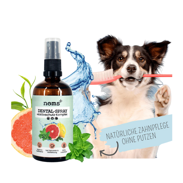 Brauner Hund mit weißen Flecken hält eine Zahnbürste im Mund. Links ein Sprayflasche mit 'noms+ DENTAL-SPRAY' und einer Grafik mit Wasser und Minze.