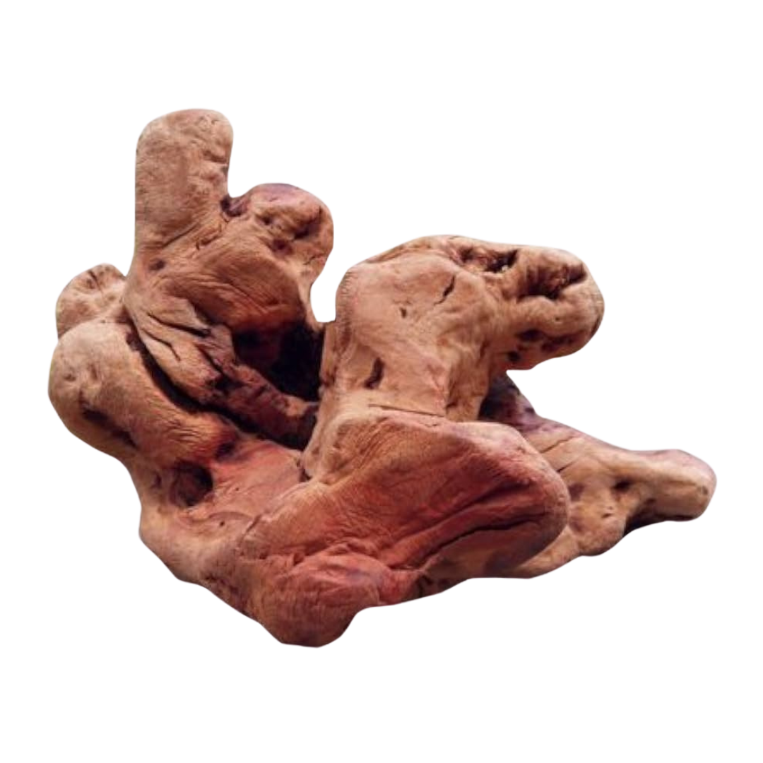 Unregelmäßig geformtes, knorrige Wurzel mit rauer Oberfläche und der Aufschrift 'TORGAS' in gelber Schrift.