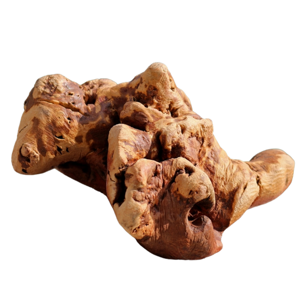 Unregelmäßig geformtes, knorrige Wurzel mit rauer Oberfläche und der Aufschrift 'TORGAS' in gelber Schrift.