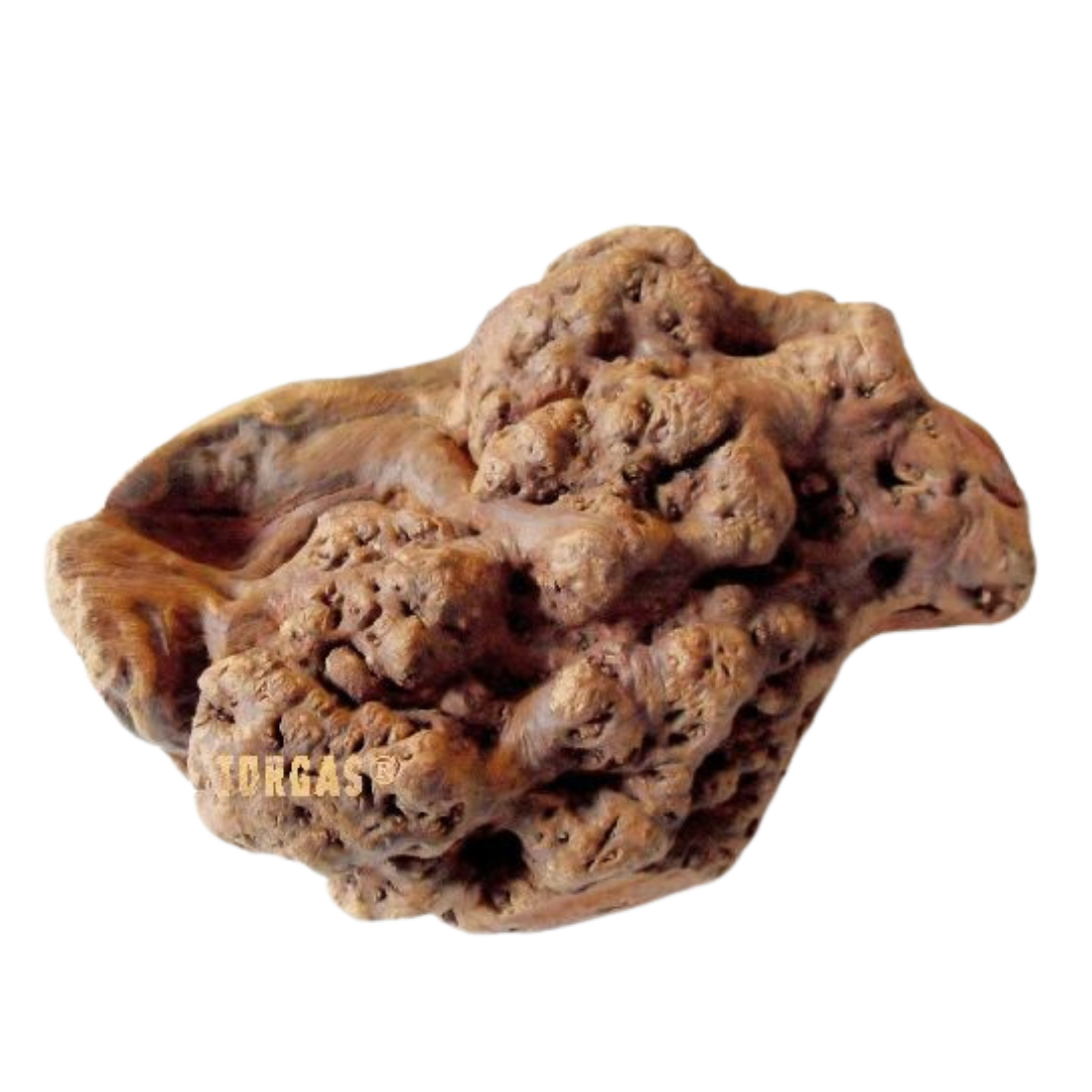 Unregelmäßig geformtes, knorrige Wurzel mit rauer Oberfläche und der Aufschrift 'TORGAS' in gelber Schrift.