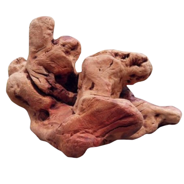 Unregelmäßig geformtes, knorrige Wurzel mit rauer Oberfläche und der Aufschrift 'TORGAS' in gelber Schrift.