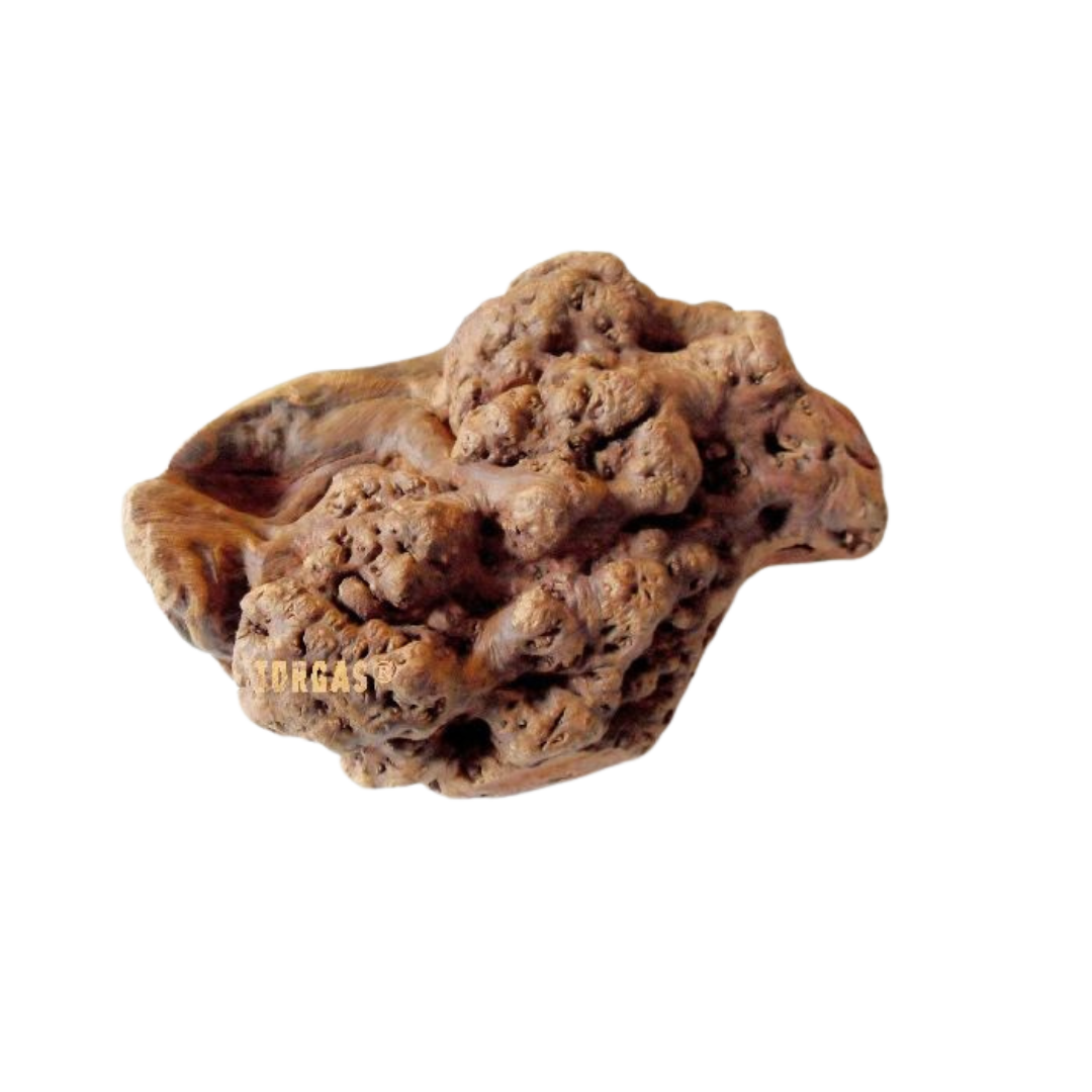 Unregelmäßig geformtes, knorrige Wurzel mit rauer Oberfläche und der Aufschrift 'TORGAS' in gelber Schrift.